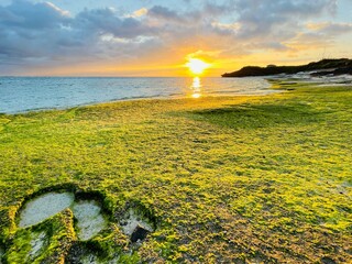 あおさ広がる春の海岸とオレンジ色の朝日