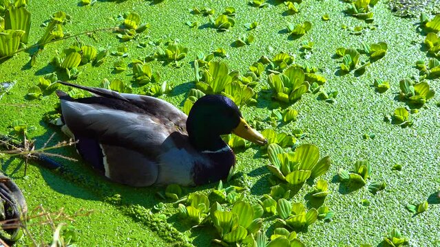 The mallard or wild duck (Anas platyrhynchos) resting among aquatic plants Pistia, duckweed and wolffia
