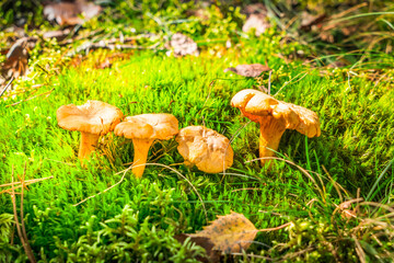 chanterelle mushrooms on wooden background