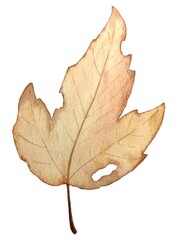 Autumn leaf watercolor botanical illustration