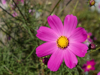 Fototapeta premium 秋桜の花
