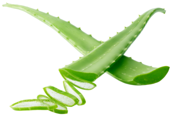 Aloe Vera isolated