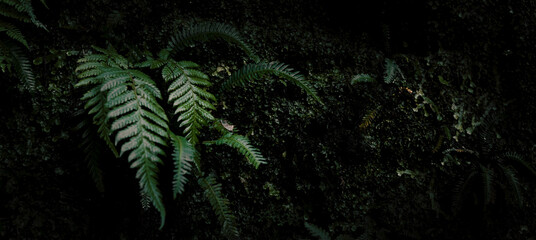 fern plant in dark rainforest jungle. banner with copy space - obrazy, fototapety, plakaty