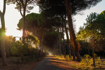 Enjoy the sunset at the woods