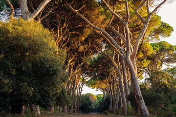 Enjoy the sunset at the woods