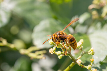 秋のキイロスズメバチとヤブガラシの花