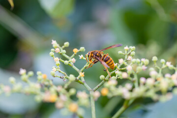 秋のキイロスズメバチとヤブガラシの花