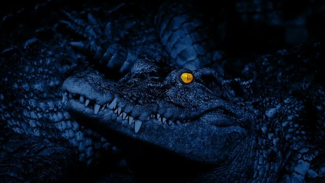 Crocodile Blinks With Glowing Eyes At Night