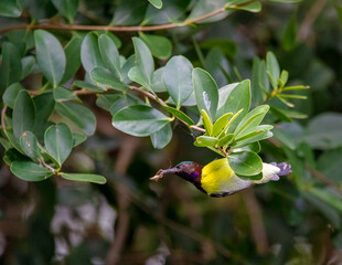 Obraz premium Purple rumped sunbird