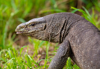 Monitor lizard