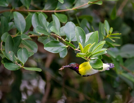 Purple Rumped Sunbird