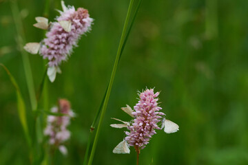Klappertopf-Kapselspanner (Perizoma albulata)	