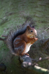 Naklejka na ściany i meble Squirrel with nut