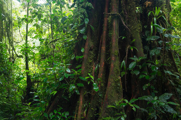 Tropical forest landscape in Central America