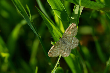 Marmorierter Kleinspanner (Scopula immorata)