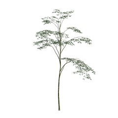Obraz premium deciduous tree, isolated on white background, 3D illustration, cg render