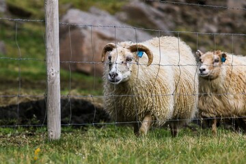 Icelandic sheep, Ovis aries behind a knotted farming fence
