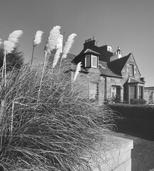Grayscale of pampas grass in front of a house