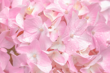 background of delicate pink hydrangea petals with raindrops