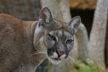 Puma (Puma concolor) Raubtier, Portrait, Kleinkatze