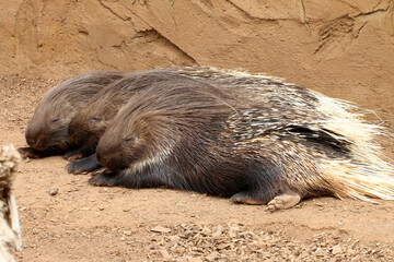 Gewöhnliche Stachelschwein (Hystrix cristata), Westafrikanisches oder Nordafrikanisches Stachelschwein oder Kamm-Stachelschwein, Hystrix cristata, Westafrika