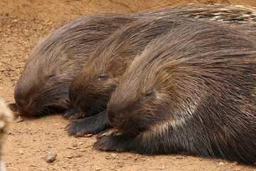 Gewöhnliche Stachelschwein (Hystrix cristata), Westafrikanisches oder Nordafrikanisches Stachelschwein oder Kamm-Stachelschwein, Hystrix cristata, Westafrika