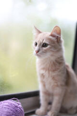 A little peach-colored kitty sits on the windowsill and looks out the window. Portrait of a cream-colored cat sitting next to a purple ball of thread at the window indoors.