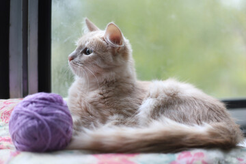 A young peach-colored kitty is lying on a pillow by the window. A light red cat and a lilac tangle. indoors