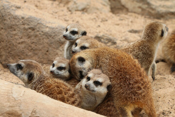 Erdmännchen (Suricata suricatta) Surikate, Scharrtier, Gruppe, Afrika