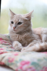 Fototapeta na wymiar A young peach-colored kitty is lying on a pillow by the window.Portrait of a red cat looking to the side, indoors. A beautiful cream-colored kitty lies on a pillow on the windowsill and looks away.