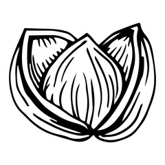 hazelnut hand illustration, vector image, retro style