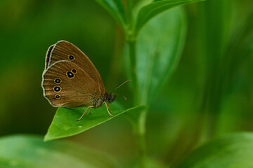 Brauner Waldvogel (Aphantopus hyperantus)	
