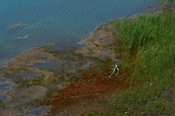 Blick auf eine Verlandungszone an einem See	
