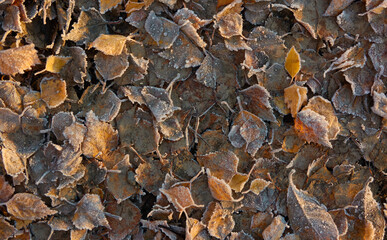 Forest floor of dry golden leaves and green grass. Crystal clear frost, ice, first snow. Autumn, early winter. Texture, background. Soft sunlight. Climate change, nature, environment