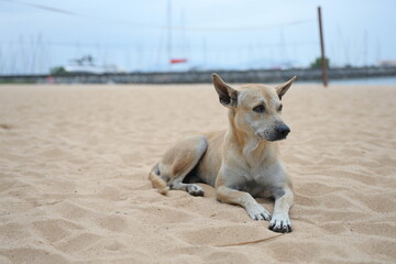 A slender stray dog ​​with short, light brown hair lies on a sandy beach near the sea. Native...