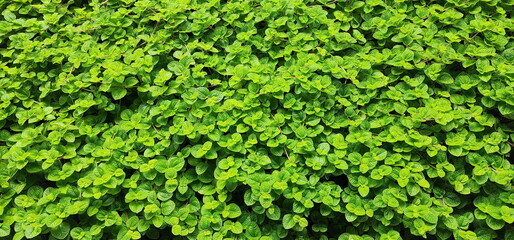 Pilea nummulariifolia or Creeping Charlie Scientific name: Pilea nummulariifolia (Sw.) Wedd. A herbaceous plant with succulent stems, green to magenta. Popular to cover the soil or as a hanging pot.
