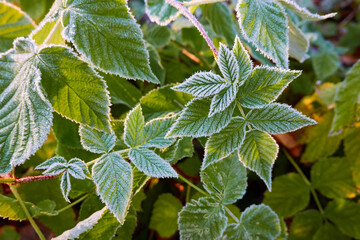 Green leaves covered with a crystal clear frost, ice, first snow. Autumn, early winter. Soft sunlight. Climate change, nature, environment, cold weather