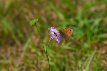 Großes Ochsenauge (Maniola jurtina)	
