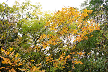 Fototapeta na wymiar Autumn yellow leaves on the trees. Autumn Park