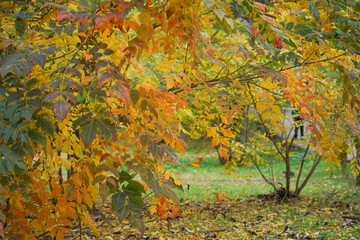 Autumn yellow leaves on the trees. Close-up