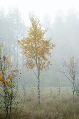 a young birch tree on an autumn foggy morning in a swamp