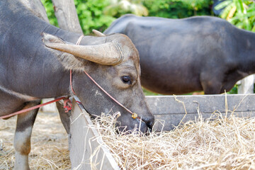 A buffalo with beautiful horns and skin is resting in an area full of hay.