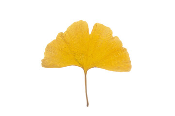 Beautiful Ginkgo leaves green and yellow like yin and yang.