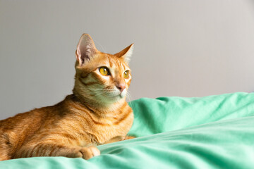 orange cat looking to the camera on the green bed in the bedroom