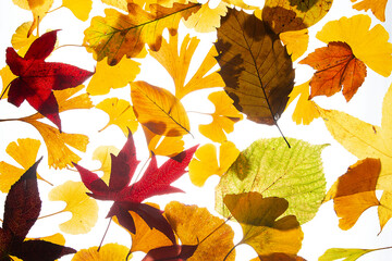 Mixed Autumn Leaves on a white background