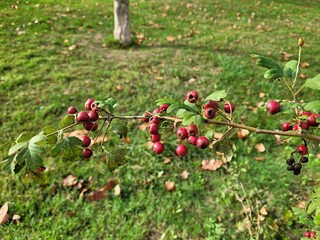 Crataegus pedicellata plant. Red berries of a currant .