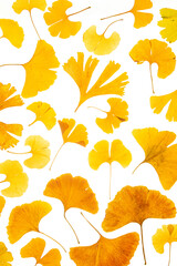 Fototapeta na wymiar A variety of yellow Ginkgo leaves on a white background.