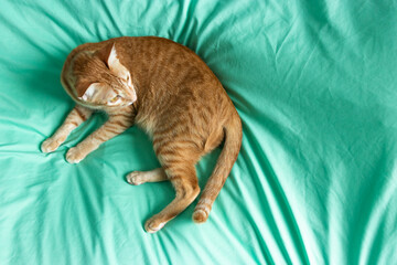 orange cat on the green bed laying down looking right