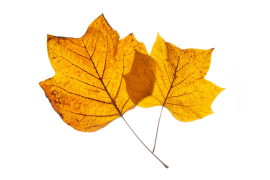 Brown autumn leafs from the Tulip tree.