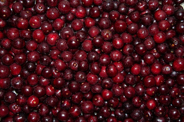 Background of red ripe cherries. View from above.
